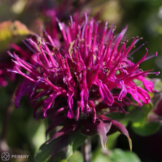 Monarda didyma ‘Balmy Purple Red‘ - K9