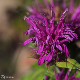 Monarda didyma ‘Balmy Lilac‘ - K9