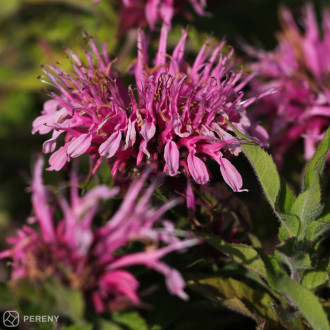 Monarda didyma ‘Balmy Pink‘ - K9