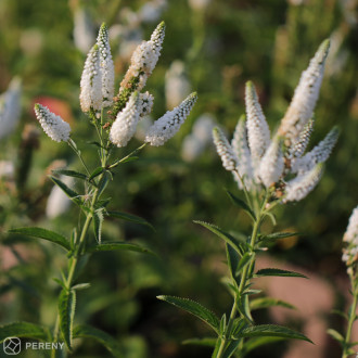 Veronica longifolia ‘First Lady‘ - K11