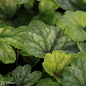Heucherella ‘Pink Revolution‘- K11