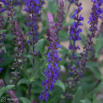 Salvia nemorosa (superba) ‘Blue Bouquetta‘® - K11