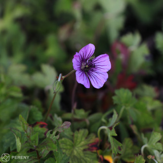 Geranium ‘Pink Penny‘ ® (wallichianum)- K11