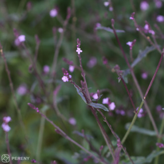 Verbena officinalis ‘Bampton‘ - K11