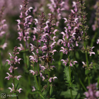 Salvia nemorosa (superba) ‘Feathers Flamingo‘® - K11