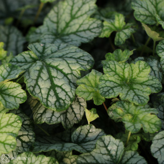Heuchera ‘Mint Frost‘ - K11