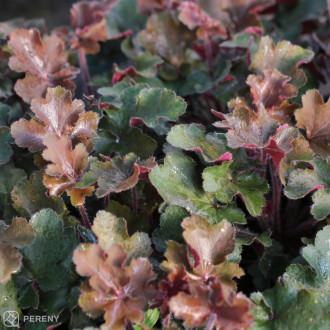 Heuchera ‘Rex Red‘ - K11
