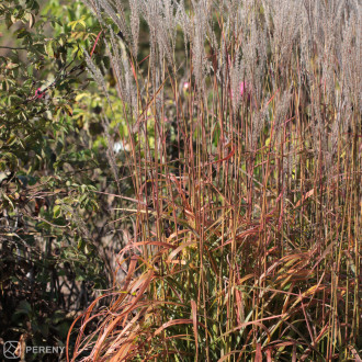 Miscanthus sinensis ‘Ghana‘ - K3l