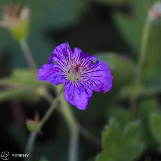 Geranium wlassovianum ‘Typ Crug Farm‘-K9