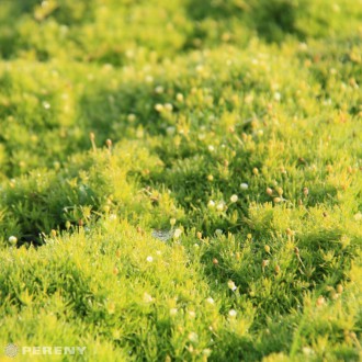 Sagina subulata ‘Aurea‘ - K9