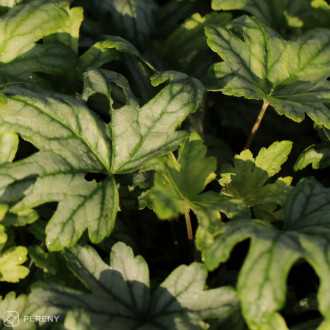 Heucherella ‘White Revolution‘- K11