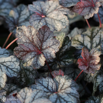 Heuchera ‘Glitter‘ - K2l