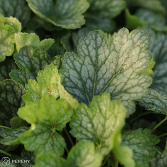 Heuchera ‘Peppermint Spice‘ - K2l