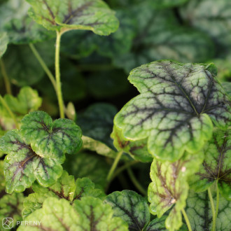 Heucherella ‘Tapestry‘- K11