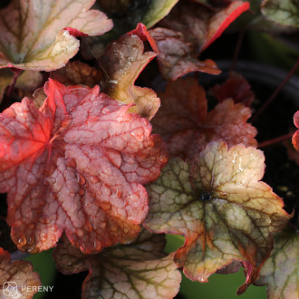 Heuchera ‘Paprika‘ - C13