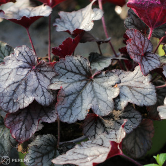 Heuchera ‘Spellbound‘ - C13