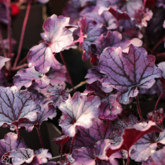 Heuchera ‘Forever Purple‘ - K11