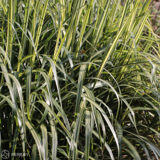 Miscanthus sinensis ‘Cabaret‘ - K11