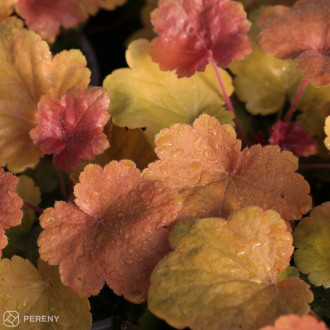 Heuchera ‘Southern Comfort‘ - K11