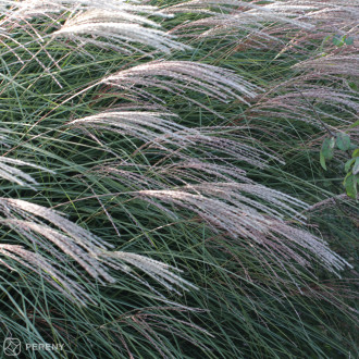 Miscanthus sinensis ‘Yaku Jima‘ - K11