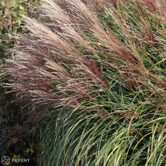 Miscanthus sinensis ‘Krater‘ - K11