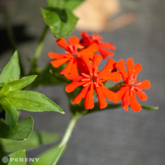 Lychnis chalcedonica - K9