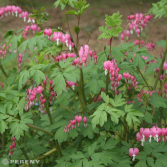 Dicentra spectabilis (Lamprocapnos) - K2l