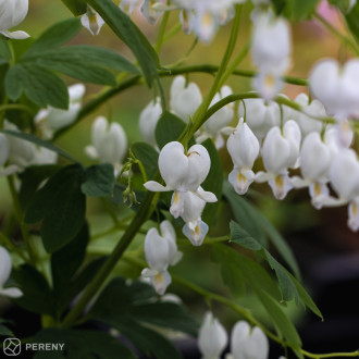 Dicentra spectabilis ‘Alba‘ (Lamprocapnos) - K11