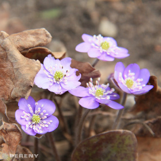 Hepatica nobilis - K9
