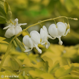 Dicentra spectabilis ‘White Gold‘ (Lamprocapnos) - K2l