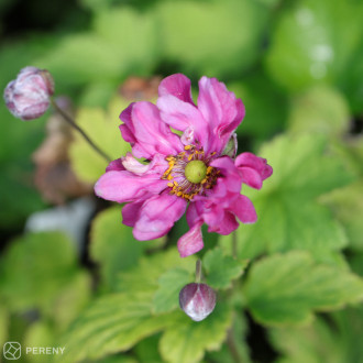 Anemone japonica ‘Margarete‘ - K9