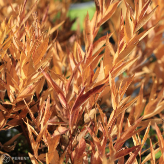 Amsonia tabernaemontana ‘Blue Ice‘ - K11
