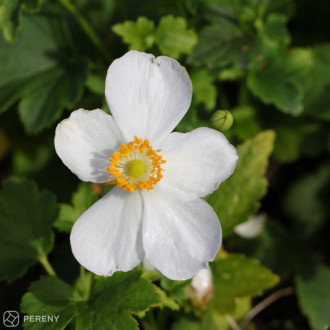 Anemone ‘Pretty Lady Maria‘® - K11
