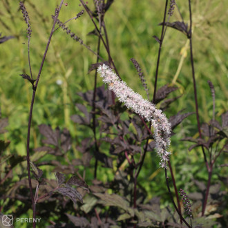 Actaea (Cimicifuga) simplex ‘Brunette‘ - K11