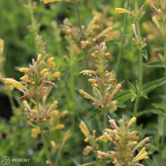 Agastache ‘Kudos Yellow‘® - C13