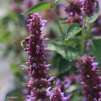 Agastache ‘Blue Boa‘ - K3l