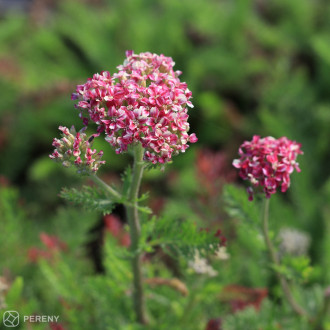 Achillea mill. ‘Desert Eve Deep Rose‘ - K9