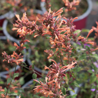 Agastache ‘Kudos Mandarin‘® - C13