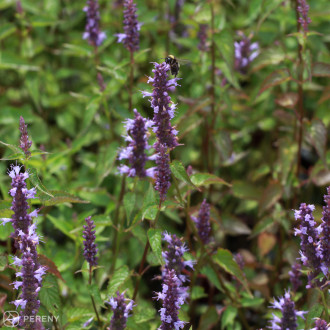 Agastache ‘Little Adder‘ - C13