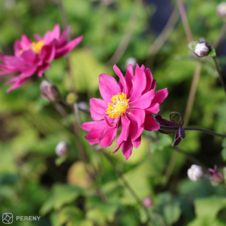 Anemone ‘Garden Breeze Rosy Red‘ - K2l