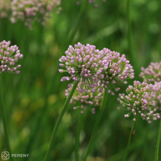 Allium ‘In Orbit‘ - K9