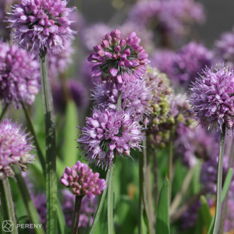 Allium nutans ‘Caroline‘ - C13