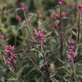 Agastache ‘Rosie Posie‘ - K3l