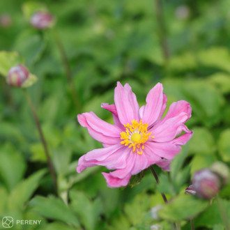 Anemone ‘Pretty Lady Emily‘® - K11