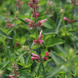 Agastache mexicana ‘Red Fortune‘ - K2l