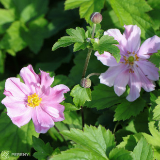 Anemone ‘Summer Breeze Bright Pink‘ - K11