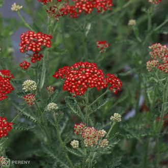 Achillea ‘Sassy Summer Sangria‘ - K2l