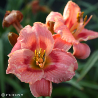Hemerocallis ‘Strawberry Candy‘ - K11