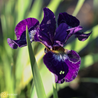 Iris sibirica ‘Silver Edge‘-K9