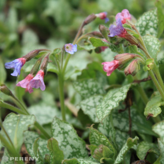 Pulmonaria officinalis ‘Dora Bielefeld‘ - K9
